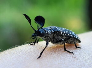 Feather Horned Beetle