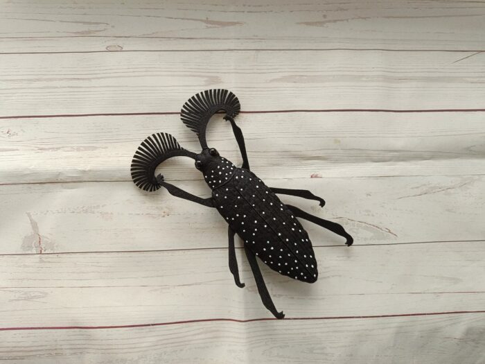Feather Horned Beetle