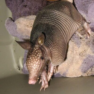9 Banded Armadillo for Sale