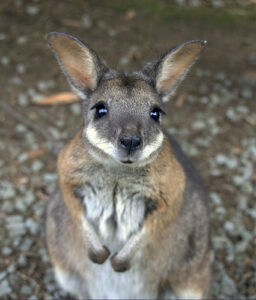 Bennett Wallaby for Sale
