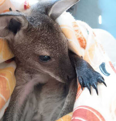 Bennett Wallaby for Sale