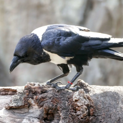 crow for sale