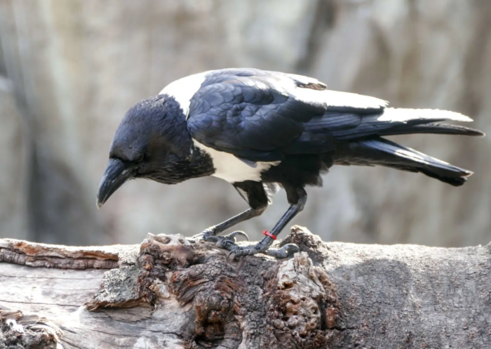crow for sale