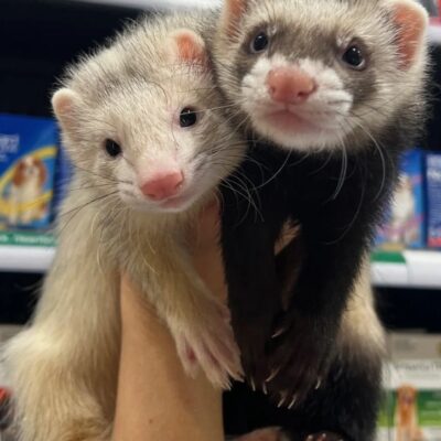 Ferrets For Sale