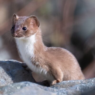 Least Weasel for Sale