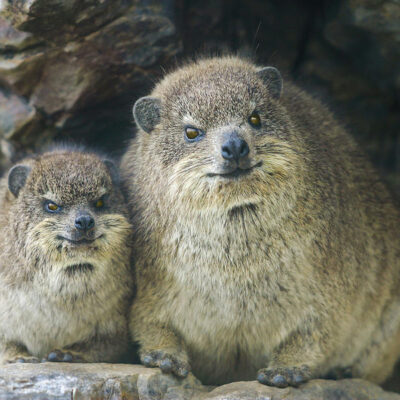 Rock Hyrax For Sale