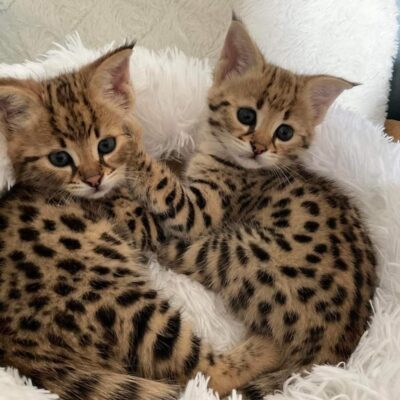Savannah Cats For Sale