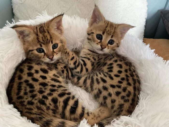 Savannah Cats For Sale