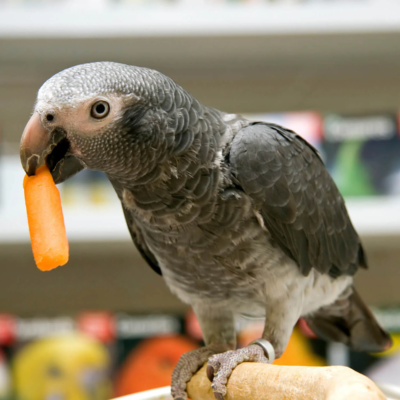Timneh Gray Parrot For Sale