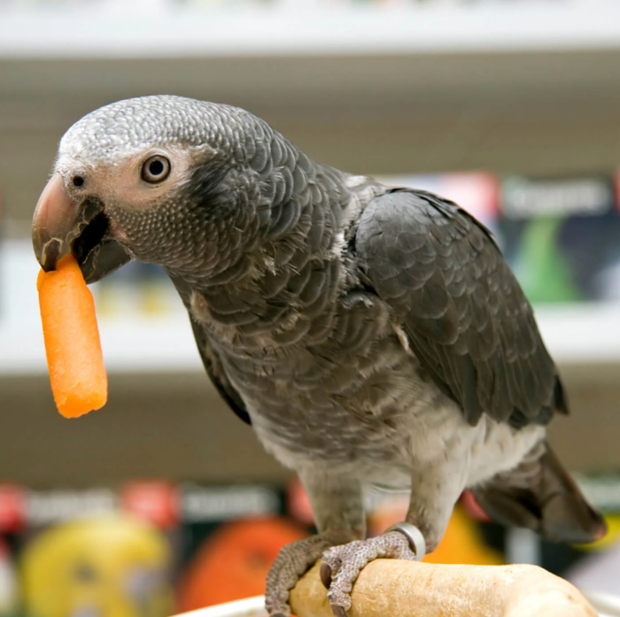 Timneh Gray Parrot For Sale