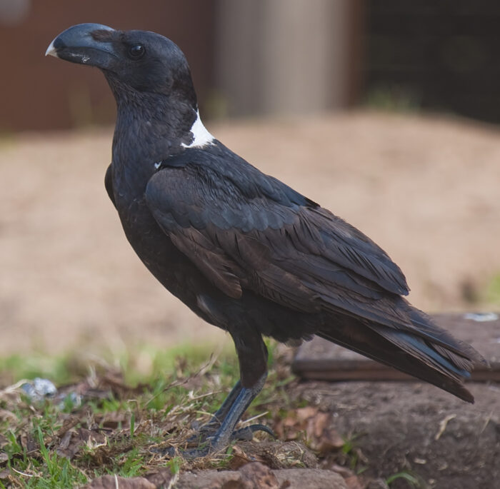 White Necked Raven for Sale