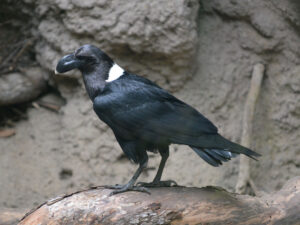 White Necked Raven for Sale