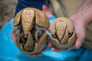 Baby Three Banded Armadillo for sale