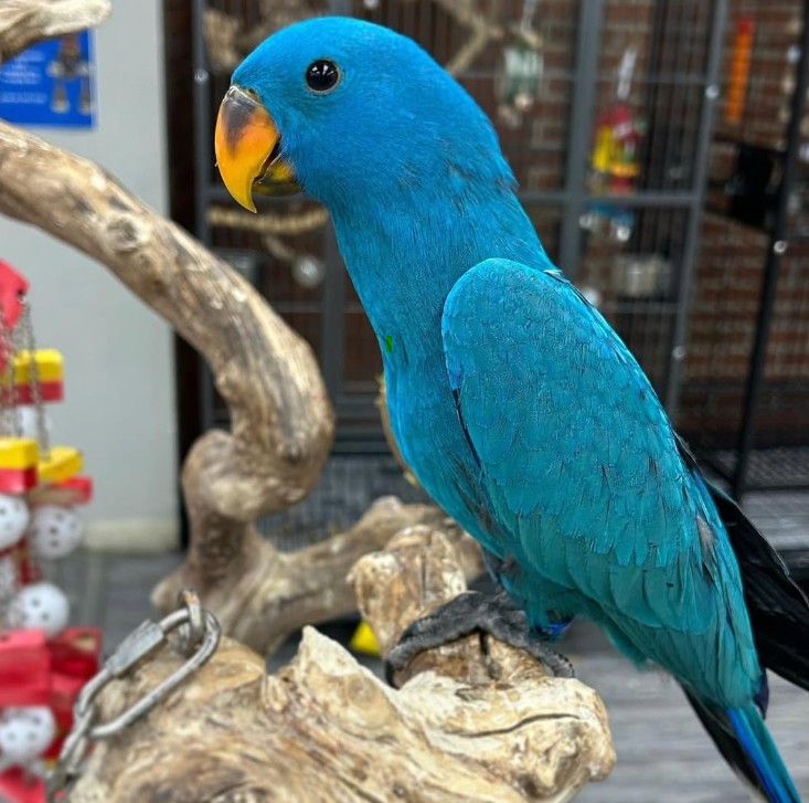 Blue Eclectus Parrots