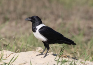 crow for sale