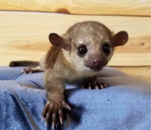 Juvenile Kinkajou for sale