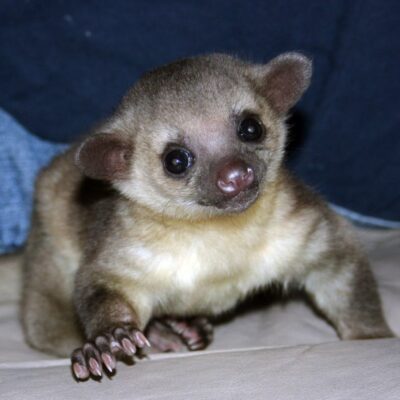 Juvenile Kinkajou for sale