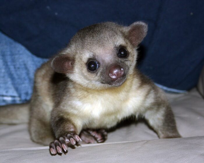Juvenile Kinkajou for sale