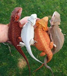 Bearded Dragons for Sale