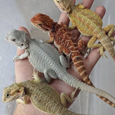 Bearded Dragons for Sale