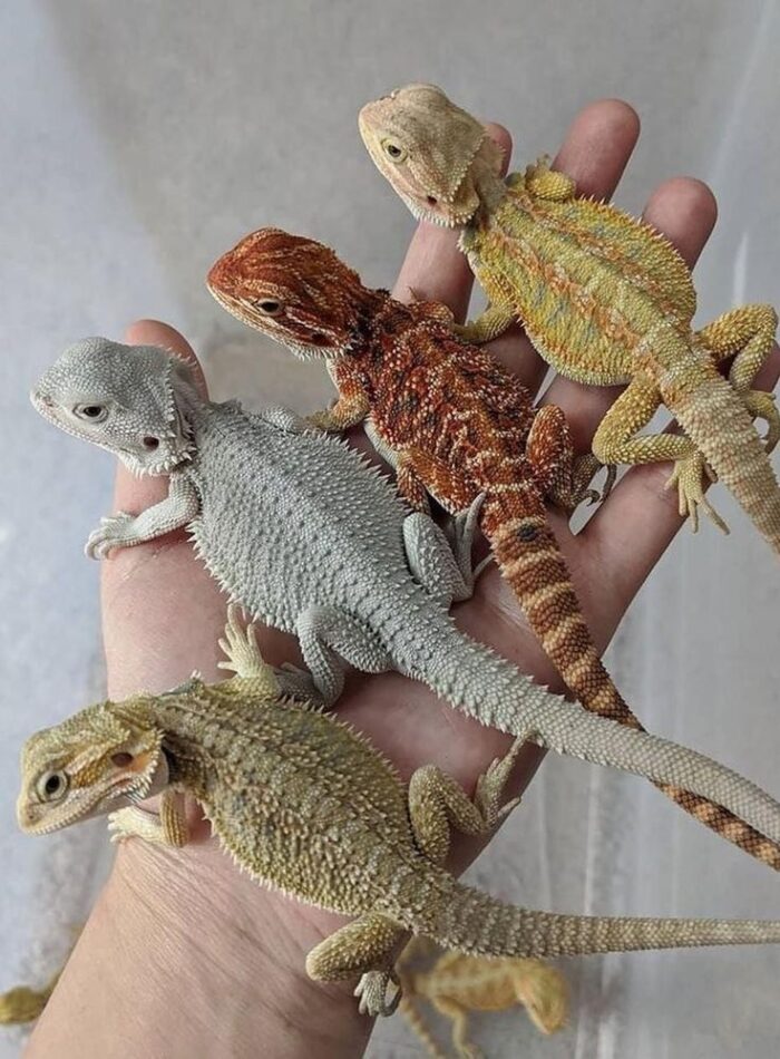 Bearded Dragons for Sale