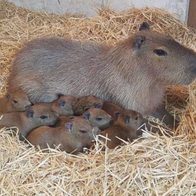 Capybaras for Sale