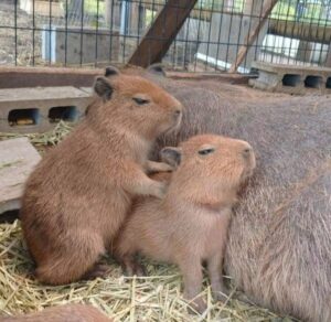 Capybaras for Sale