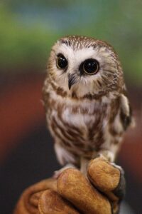 Owl for Sale