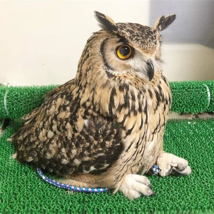 Owl for Sale