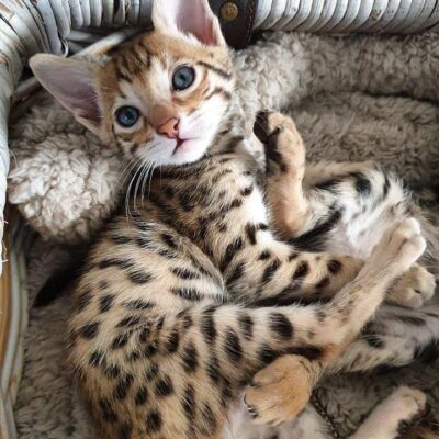 Serval Cats for Sale