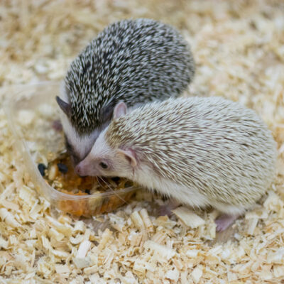 Hedgehogs for Sale
