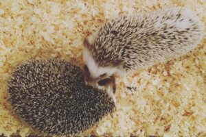 Hedgehogs for Sale