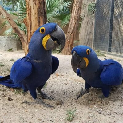Hyacinth Macaws for Sale