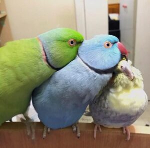 Indian Ringneck Parakeets for sale