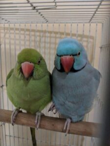 Indian Ringneck Parakeets for sale