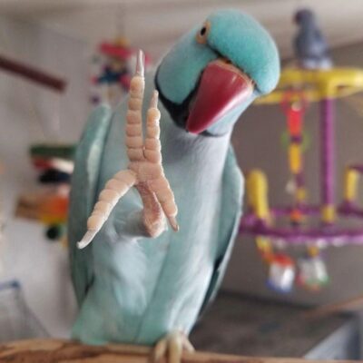 Indian Ringneck Parakeets for sale
