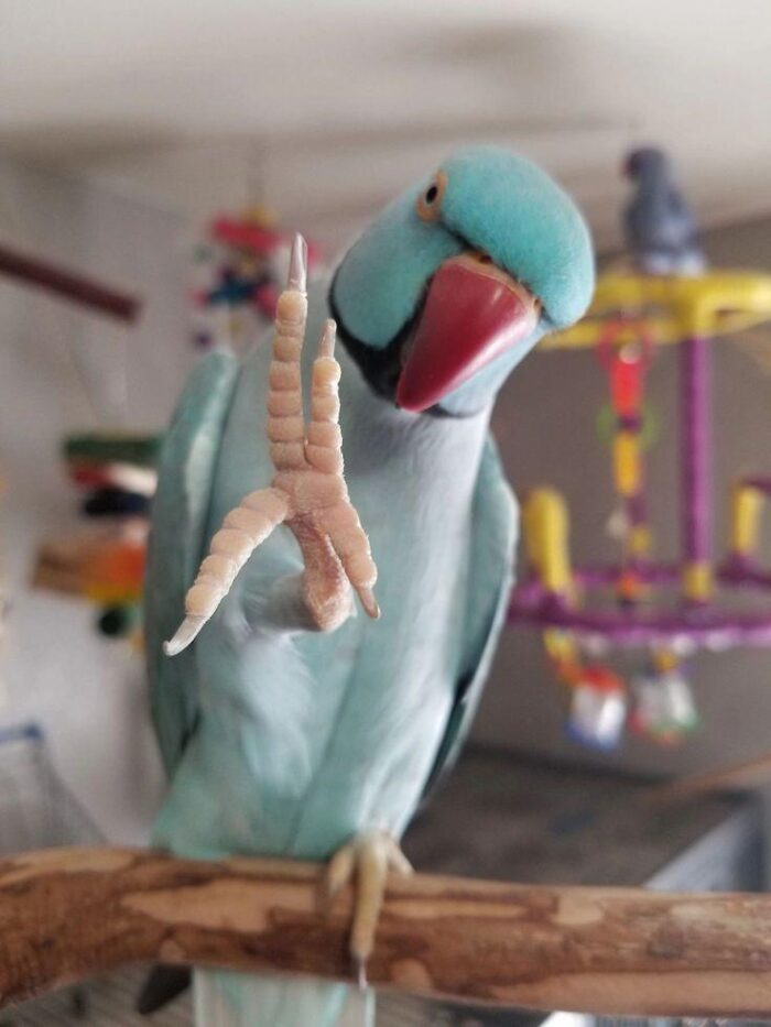 Indian Ringneck Parakeets for sale