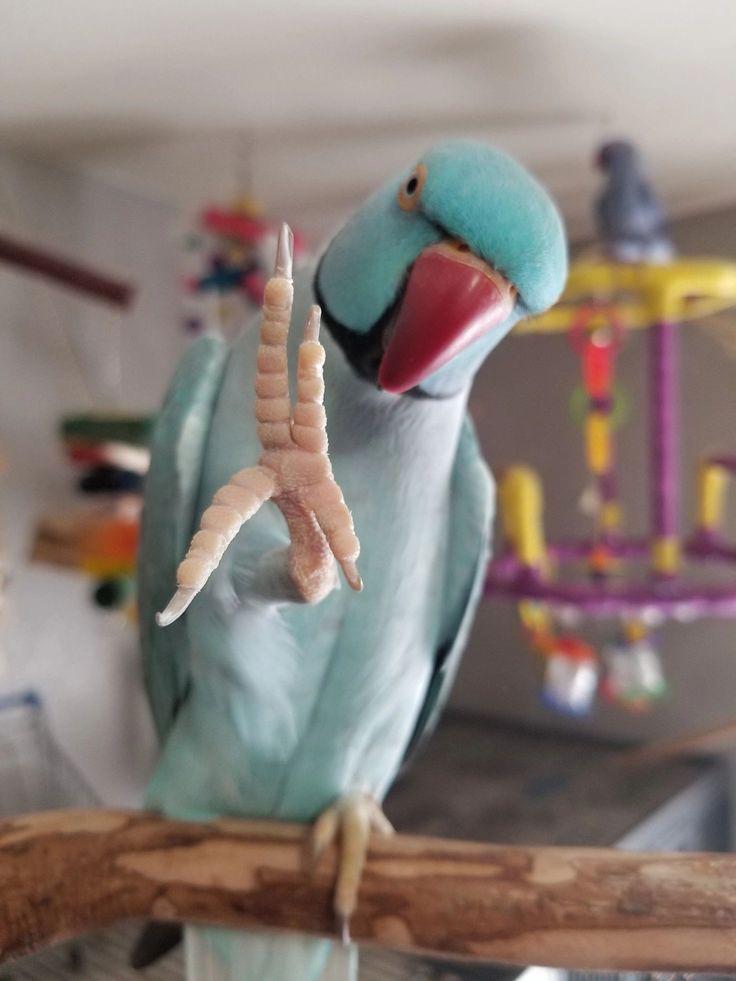 Indian Ringneck Parakeets for sale