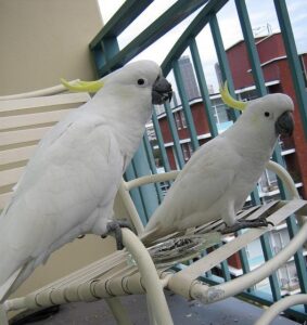 Sulphur-Crested Cockatoo for Sale