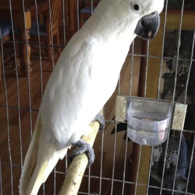 Sulphur-Crested Cockatoo for Sale