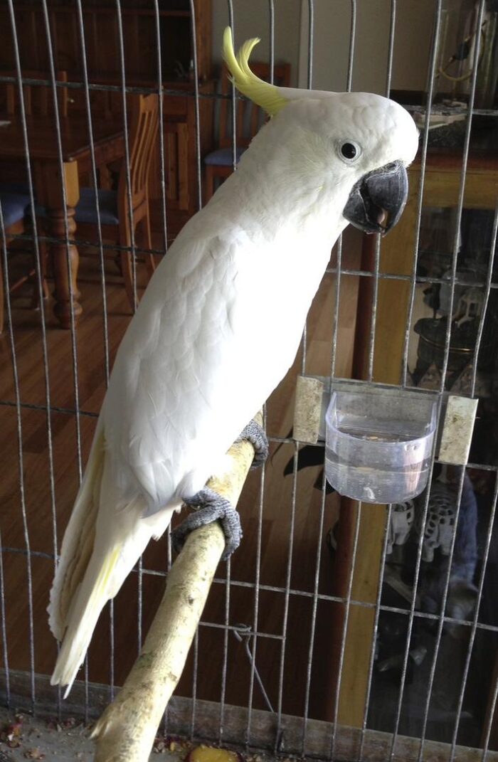 Sulphur-Crested Cockatoo for Sale