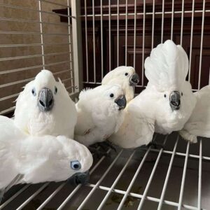Umbrella Cockatoos for Sale