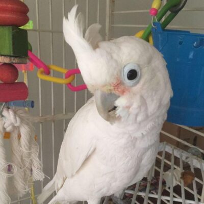 Umbrella Cockatoos for Sale