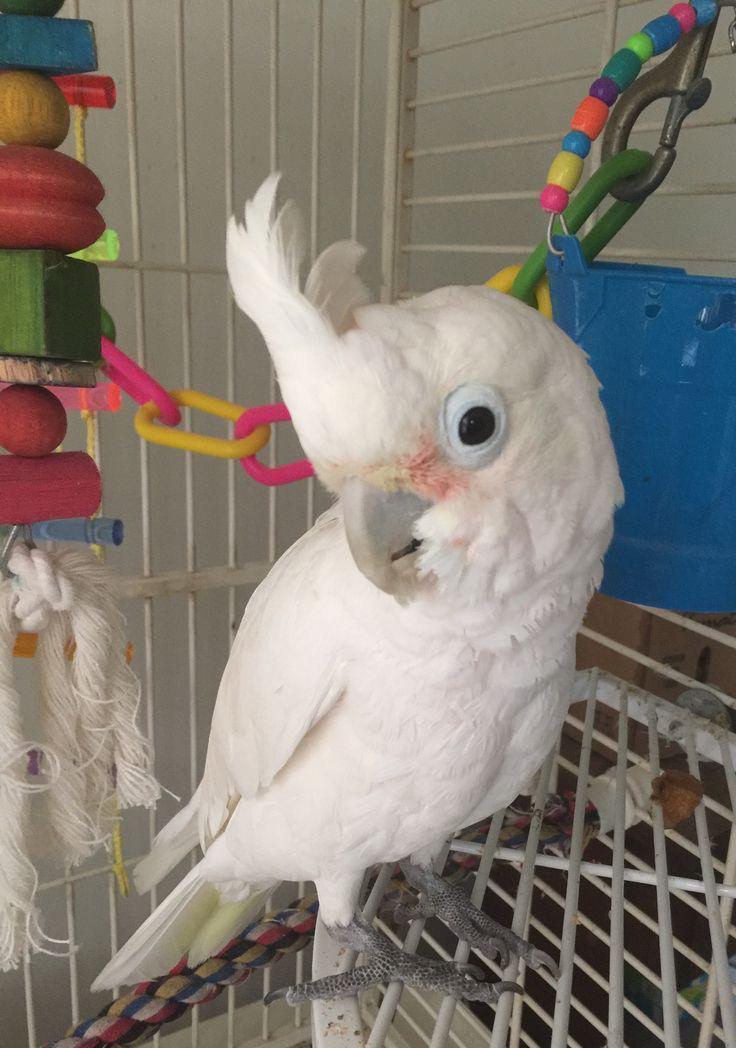 Umbrella Cockatoos for Sale